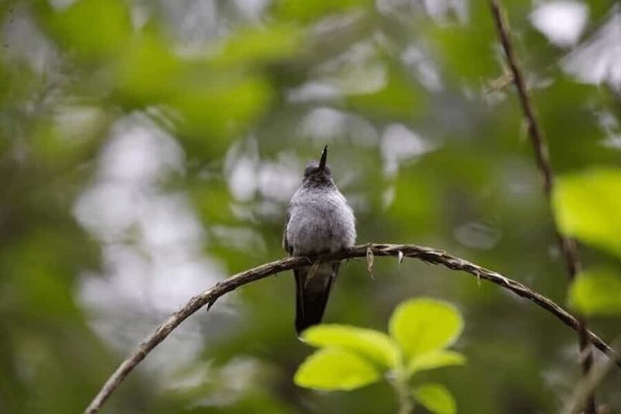 Babonneau/Castries: Rainforest Zip Line, Tram, and Hike Tour - The aerial tram gives you time to look around