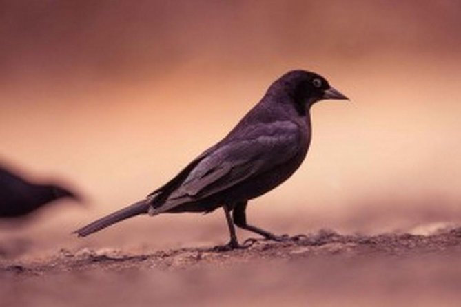 Bird Watching Tour in St Lucia - Why a short morning birding trip works well