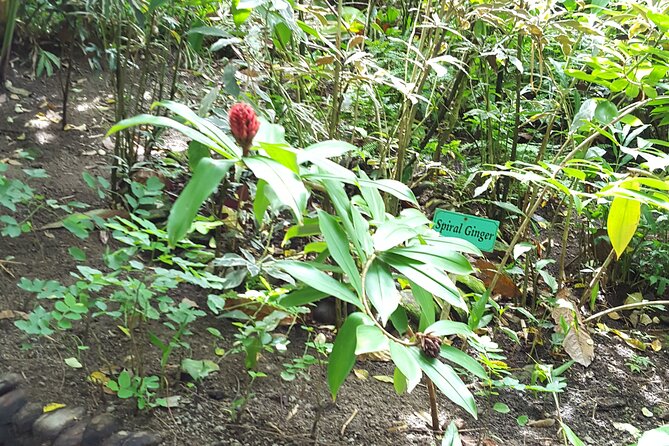 Bird Watching Tour in St Lucia - The light hike and what to pack