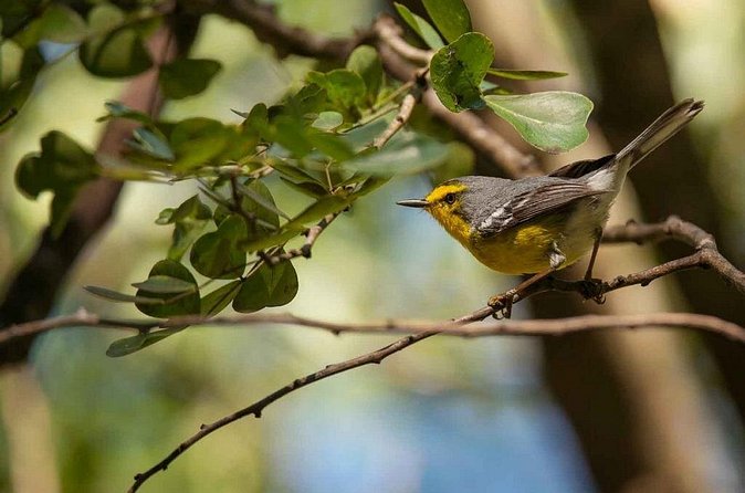 Bird Watching Tour in St Lucia - Is $115 a fair price?