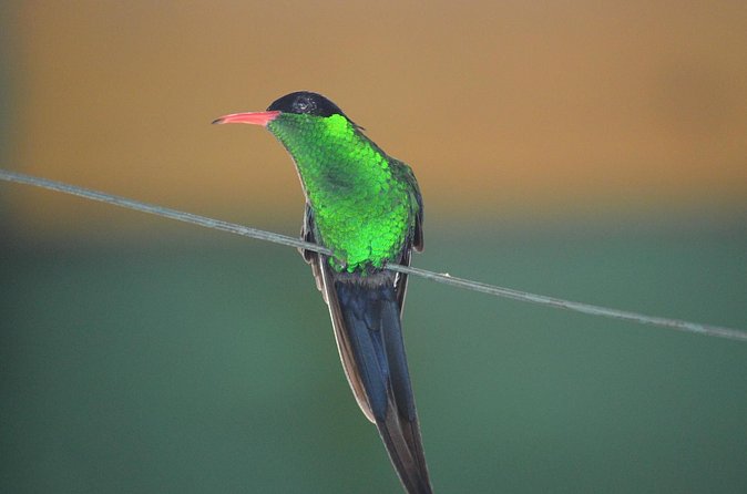Bird Watching Tour in St Lucia - Cruise-port pickup and hotel logistics