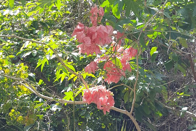 Bird Watching Tour in St Lucia - What the guides add to the experience