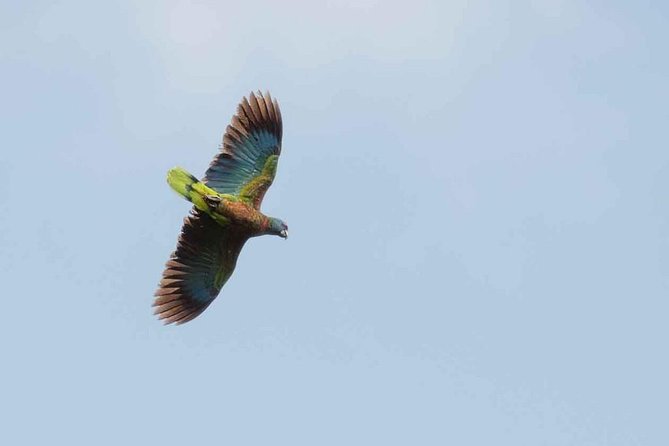Bird Watching Tour in St Lucia - Meeting your guide and setting out at 8:00 a.m.