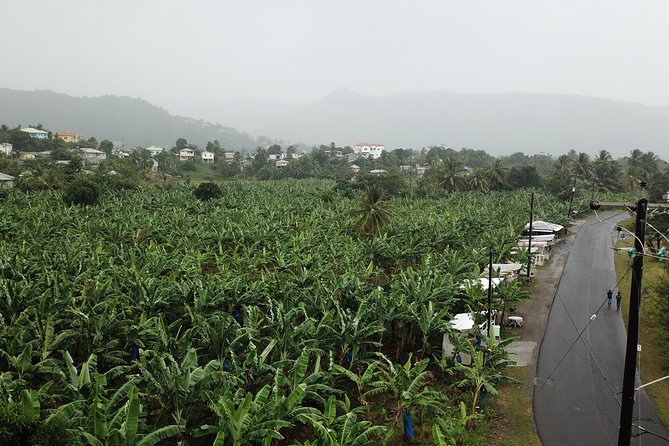 Cruise Excursions in St. Lucia - Rum Tasting, Local Beer, and Snacks