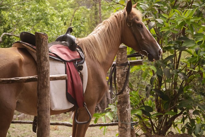 East Coast Horseback Riding & Waterfall Excursion - Who will enjoy this, and who may not