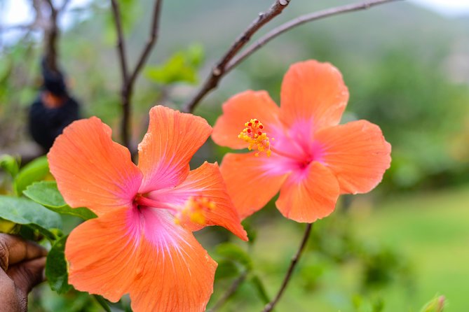Essence of St Lucia Heritage Experience - Guides make the difference