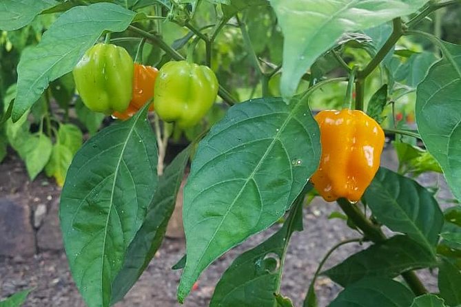 Flavors of St Lucia Culinary Experience - Is $130 a fair price?