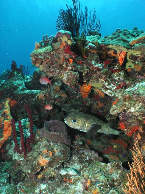 From Castries: St. Lucia Scuba Diving Excursion - Key points to know before booking