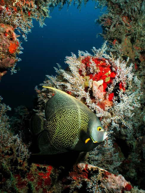 From Castries: St. Lucia Scuba Diving Excursion - Why St. Lucia works so well for underwater exploring