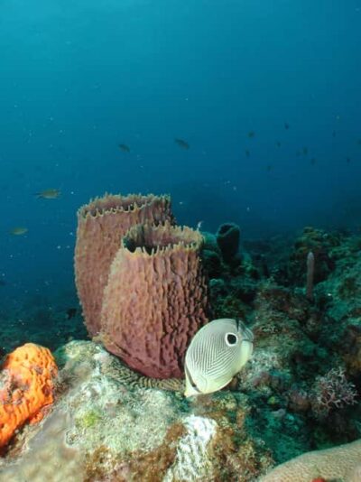 St. Lucia Scuba Diving Excursion