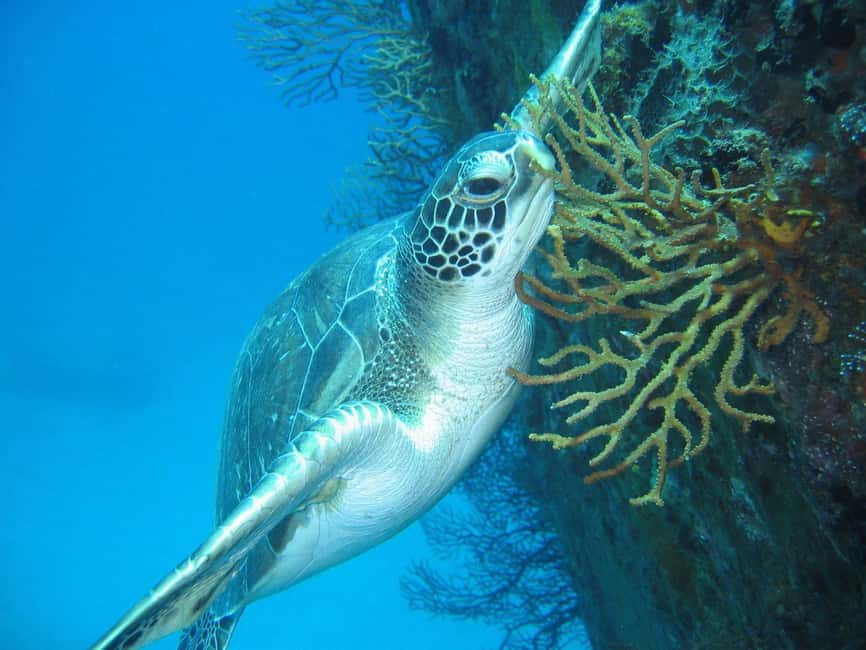 From Castries: St. Lucia Scuba Diving Excursion - Who should book this St. Lucia outing