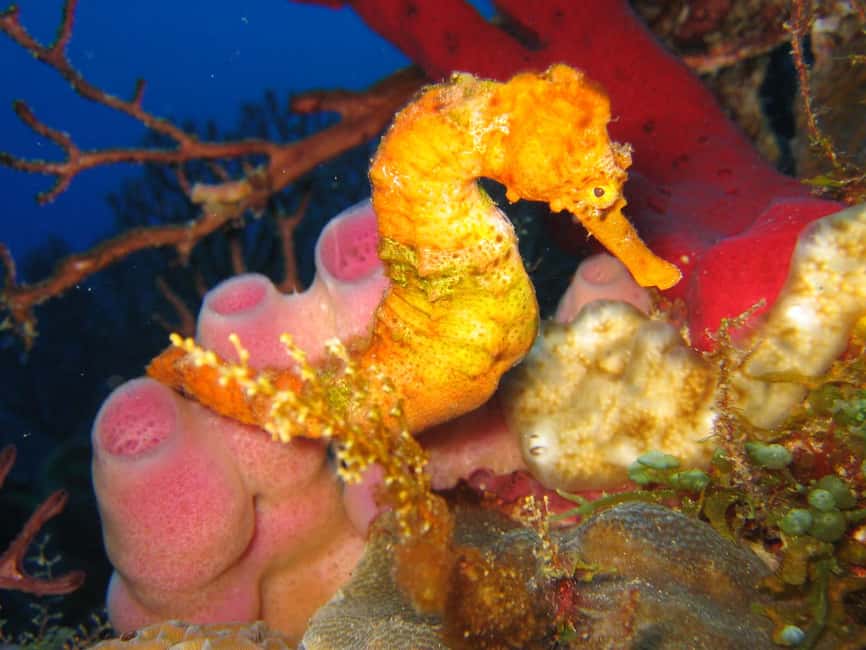 From Castries: St. Lucia Scuba Diving Excursion - Should you book the Dive Fair Helen excursion?