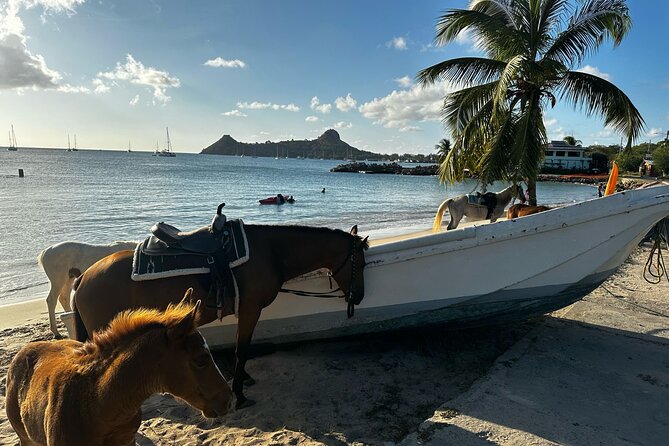Gros Islet Village Horseback Riding run with Dore's riding Stable - The horse swim in the sea