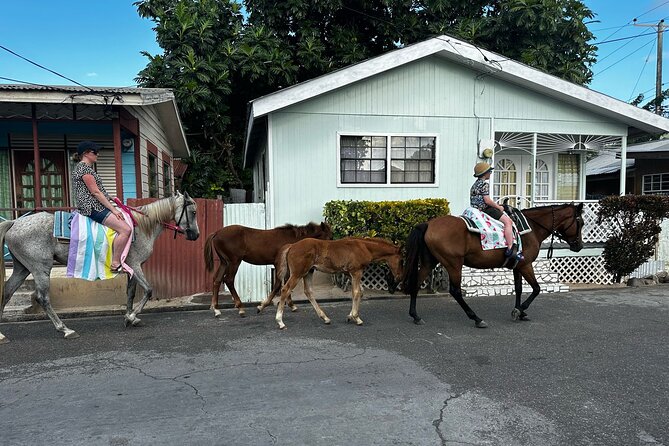 Gros Islet Village Horseback Riding run with Dore's riding Stable - Riding back uphill to Cap Estate