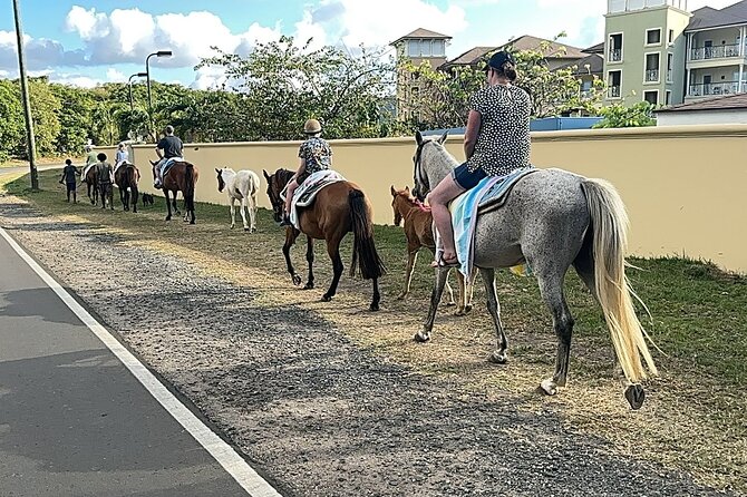 Gros Islet Village Horseback Riding run with Dore's riding Stable - Who will enjoy this ride most