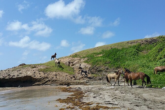 Horseback Riding Adventure Tour in St. Lucia - Starting near Gros Islet with a private group