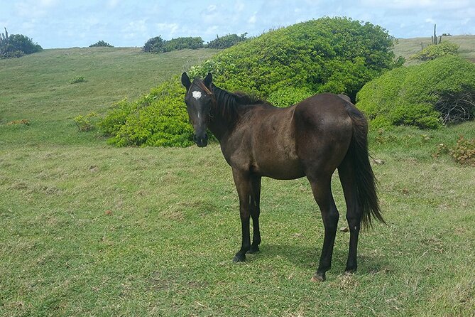 Horseback Riding Adventure Tour in St. Lucia - Getting fitted for your horse and saddle