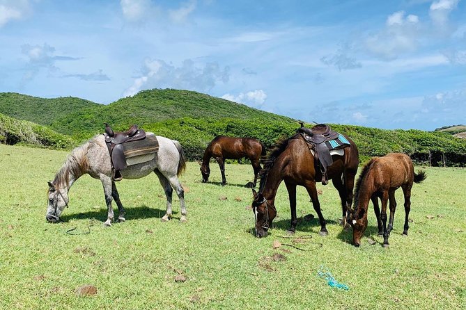 Private Advanced Horseback Beach Ride with Sandy Hoofs St. Lucia - How the $119 price measures up
