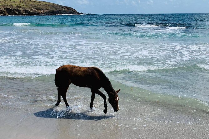 Private Beach Horseback Ride with Sandy Hoofs St. Lucia - Why the guides make a difference for beginners