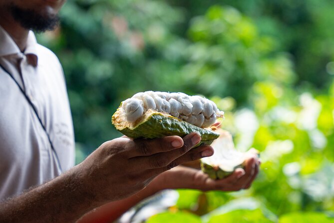 Project Chocolat Tree to Bar Tour at Hotel Chocolat Saint Lucia - Key points at a glance