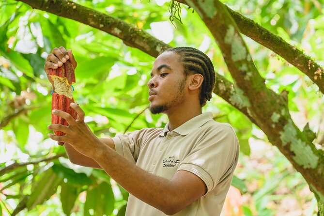 Project Chocolat Tree to Bar Tour at Hotel Chocolat Saint Lucia - Turning cacao into your own bar