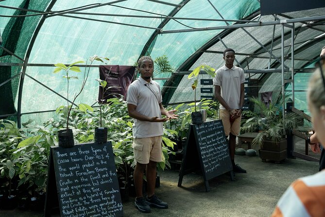 Project Chocolat Tree to Bar Tour at Hotel Chocolat Saint Lucia - Lunch with cacao on the menu