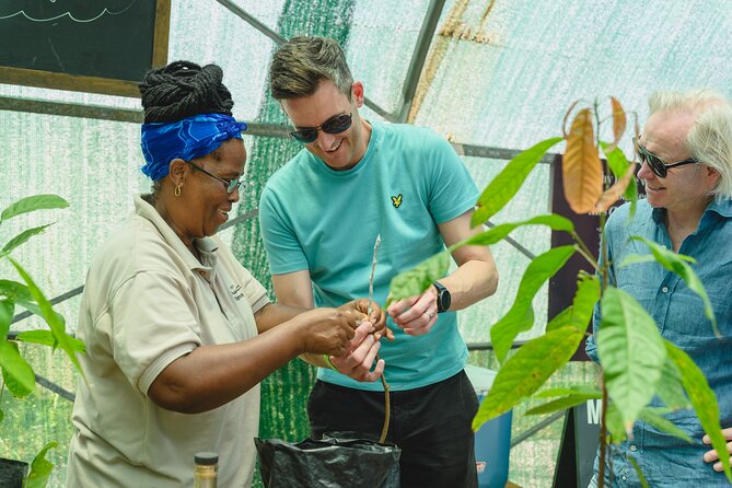Project Chocolat Tree to Bar Tour at Hotel Chocolat Saint Lucia - The estate setting and UNESCO views
