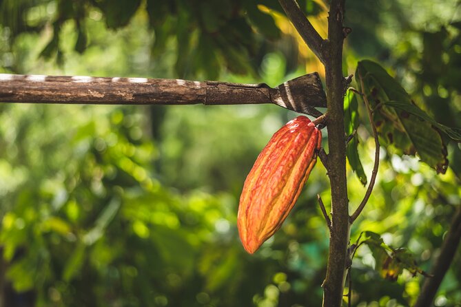 Project Chocolat Tree to Bar Tour at Hotel Chocolat Saint Lucia - Who will enjoy this experience most?