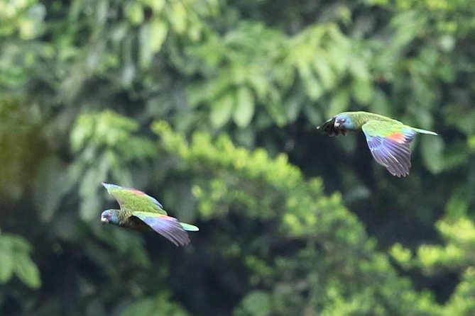 Rain forest and Bird watching - A five-hour look at St. Lucia beyond Soufriere