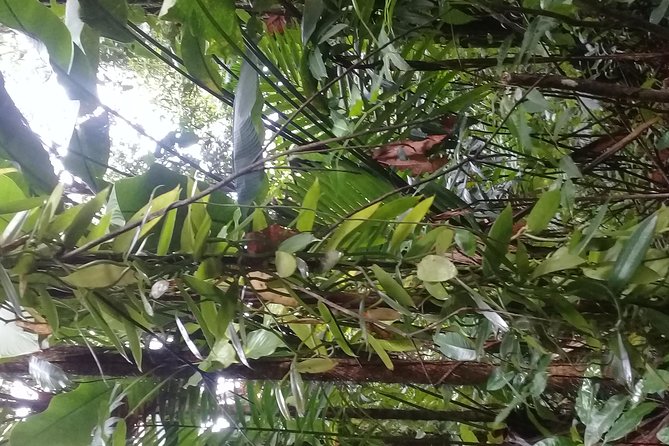 Rain forest and Bird watching - A waterfall swim or time at Marigot Bay beach