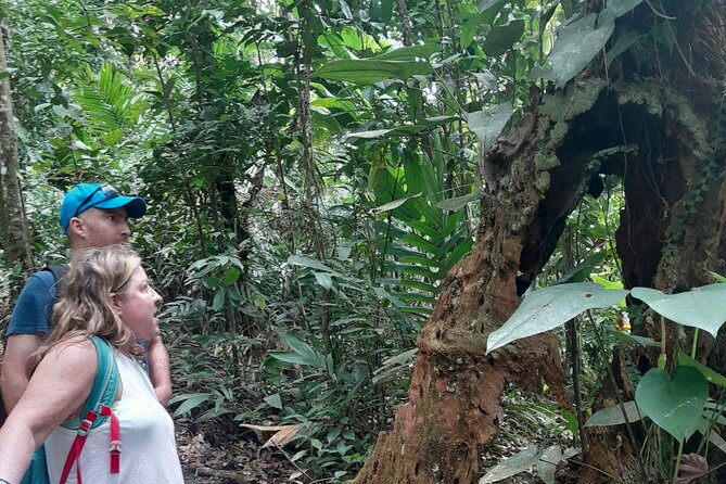 Rain forest and Bird watching - What the air-conditioned taxi adds