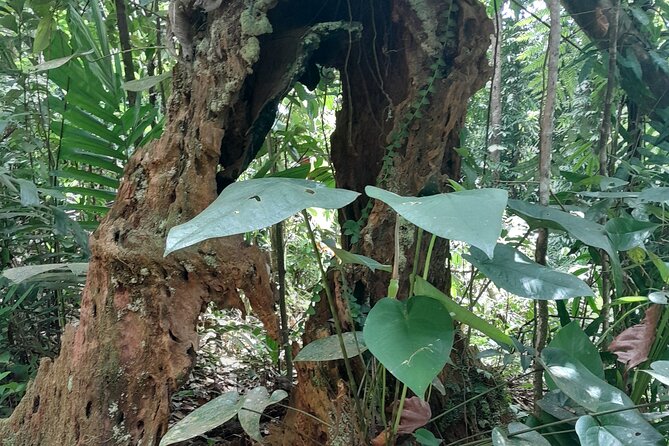 Rain forest and Bird watching - Practical preparation for the 8:00 a.m. start