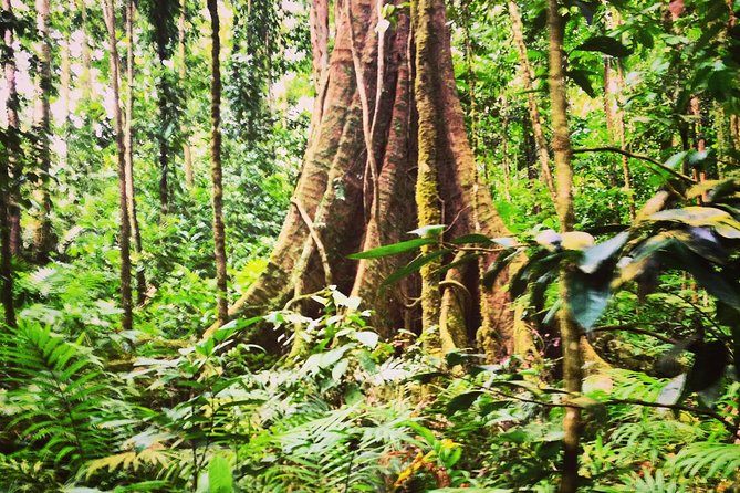 Rain forest and Bird watching - Banana plantation, rum distillery, and local shops