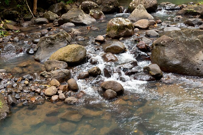 Rainforest Hike and Waterfall Safari - The short rainforest hike to Venus Estate Waterfall