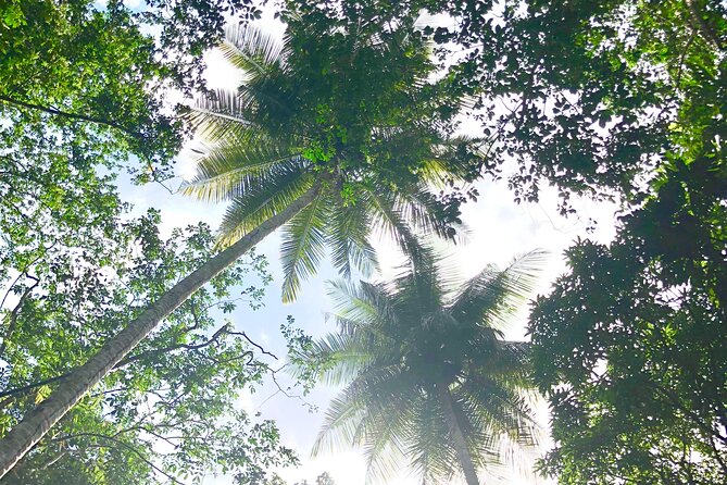 Rainforest Hike and Waterfall Safari - Anse La Raye and the west coast setting
