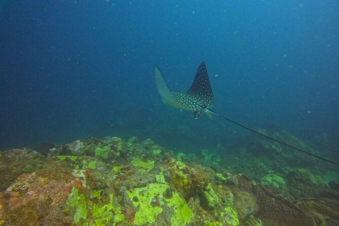 Snorkeling at Pigeon Island - Guide support and safety for nervous swimmers