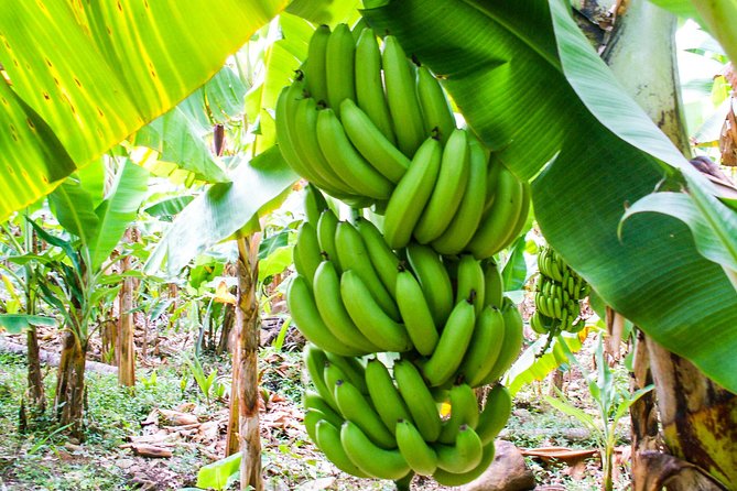 Soufriere Island Delight - Who will get the most from this St. Lucia tour?