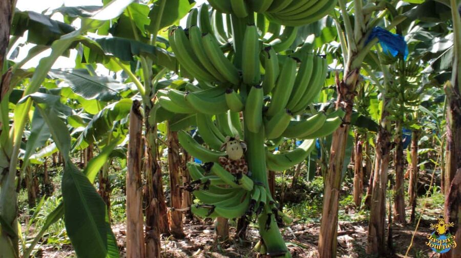 Soufriere Private Day Tour - Who should book this seven-hour outing