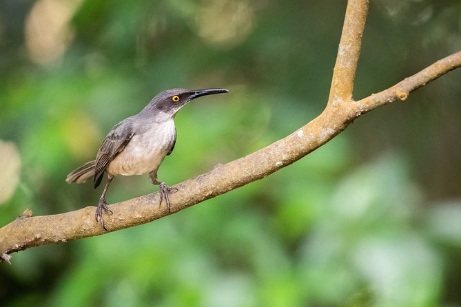 St. Lucia Aerial Tram Tour at Rainforest Adventures - Watching for the jacquot and other wildlife