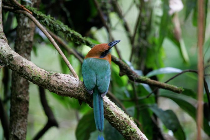 St. Lucia Aerial Tram Tour at Rainforest Adventures - Timing, group size, and comfort
