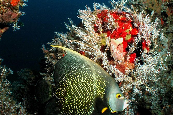 St Lucia Certified Scuba Diving Tour - Key points to know before you book