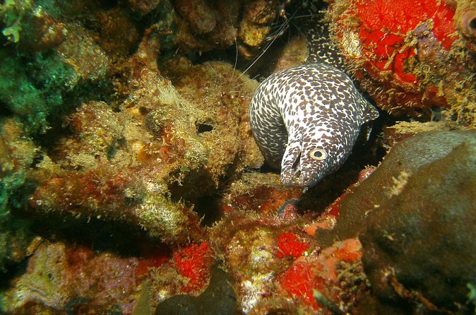 St Lucia Certified Scuba Diving Tour - The morning begins with a Marigot Bay check-in