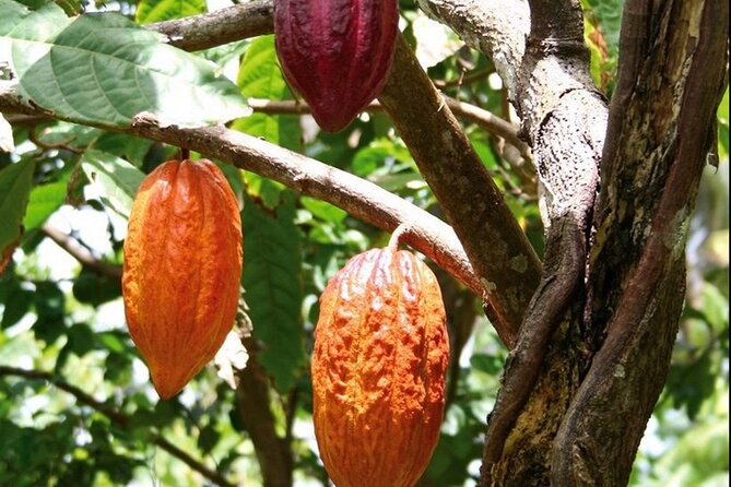 St Lucia Chocolate Making Marigot Bay & Souvenir Shopping - Why the Private Vehicle Matters