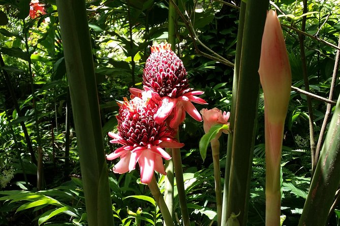 St Lucia Diamond Mineral and Mud Baths Plus Waterfall Adventure - Creole lunch in a local setting
