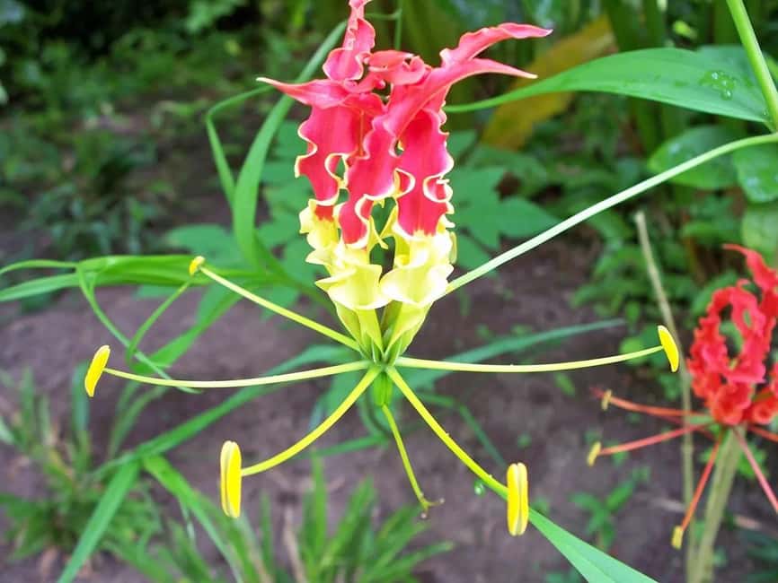 St. Lucia: Drive-in Volcano, Waterfall and Garden Day Trip - The long road from Castries to Soufriere