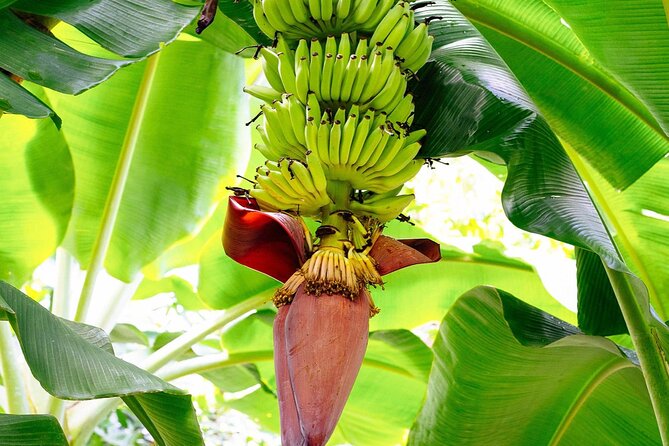 St. Lucia Island Short Tour - What this short St. Lucia tour actually offers