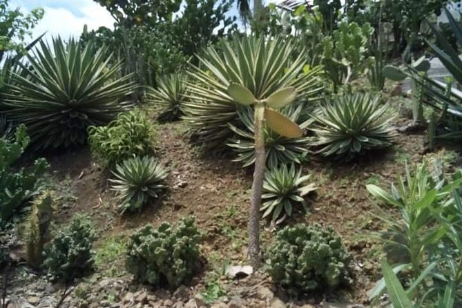St Lucia Northern Island Tour - Old barracks and a fort bring the past into view