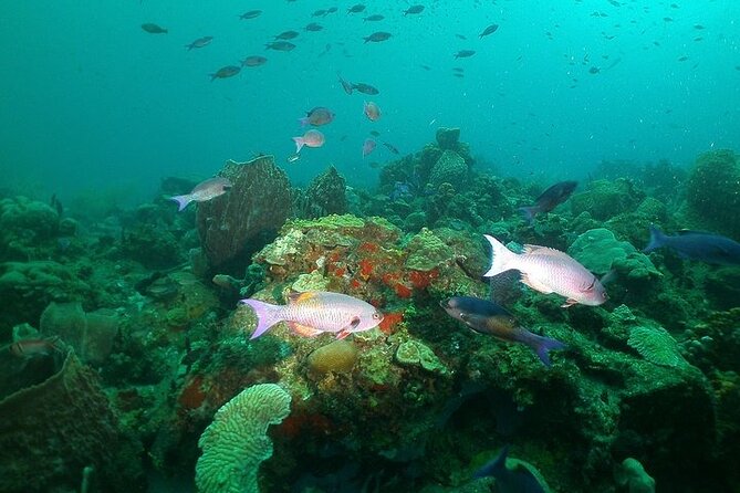 St Lucia Snorkeling Tour with Lunch - Second stop: more fish, different conditions