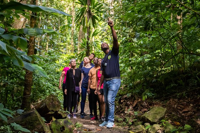 St Lucia Ultimate 3: Aerial Tram, Zipline and Hiking at Rainforest Adventures - The 40-minute aerial tram to the top station