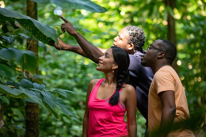 St. Lucia Zip line, Aerial Tram and Hiking tour Ultimate 3 - Eight zip lines through the canopy